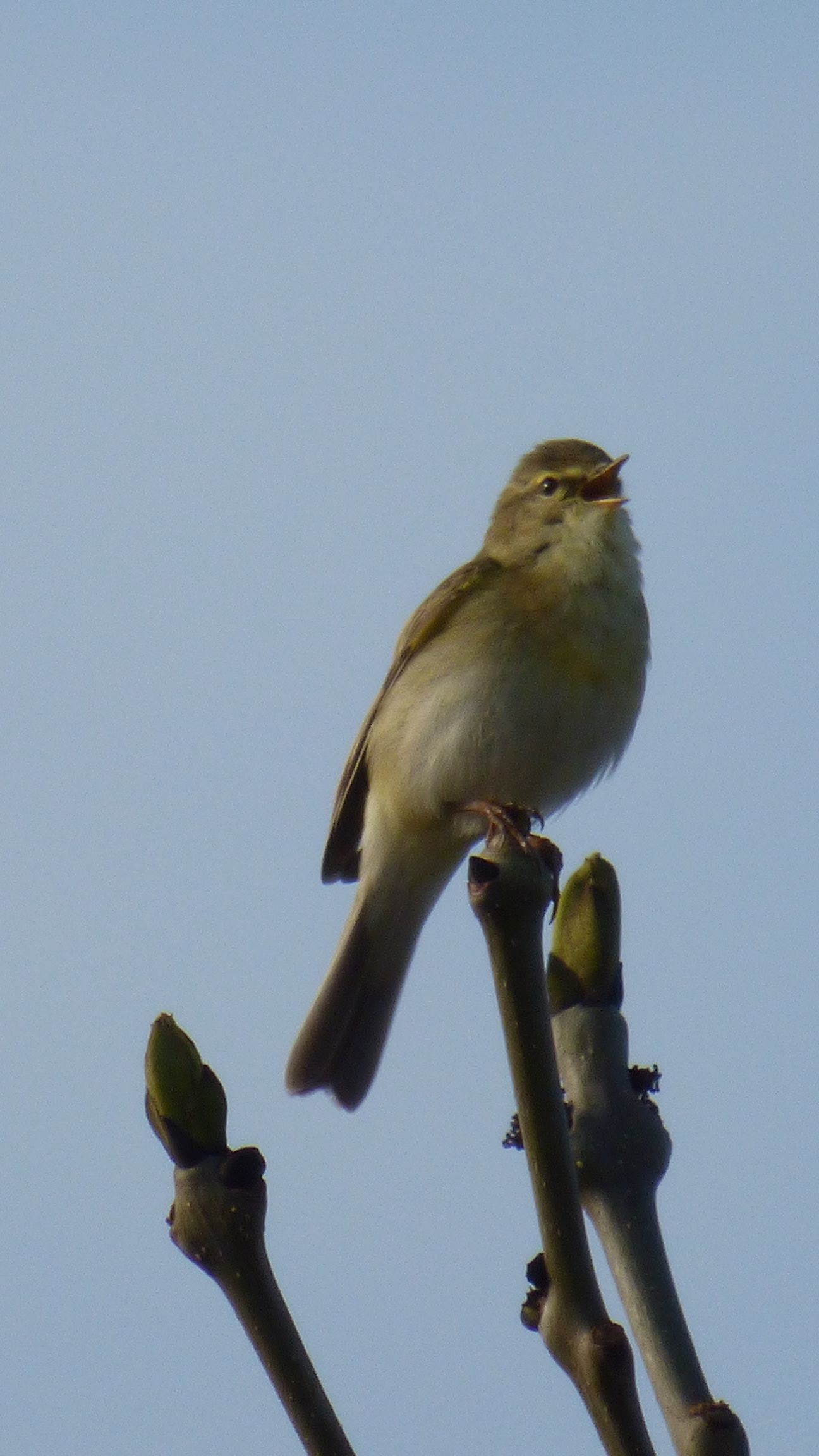 Tjiftjaf (Groene Jonker). Foto van Martijn Budding.